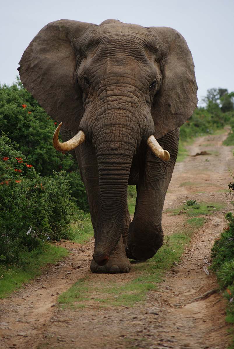 wildlife gray elephant walking beside green plants during daytime elephant