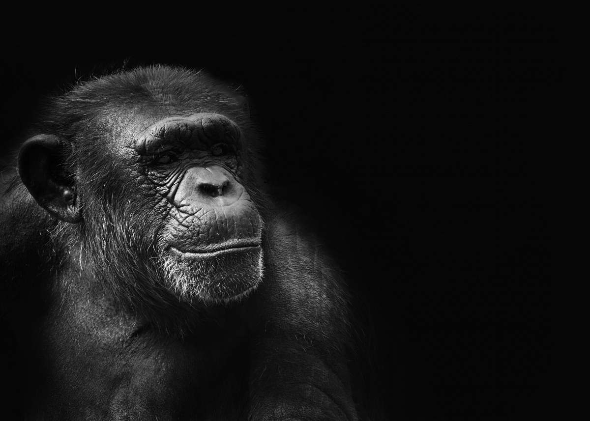 Black-and-white Grayscale Photography Of Ape Ape Image Free Photo