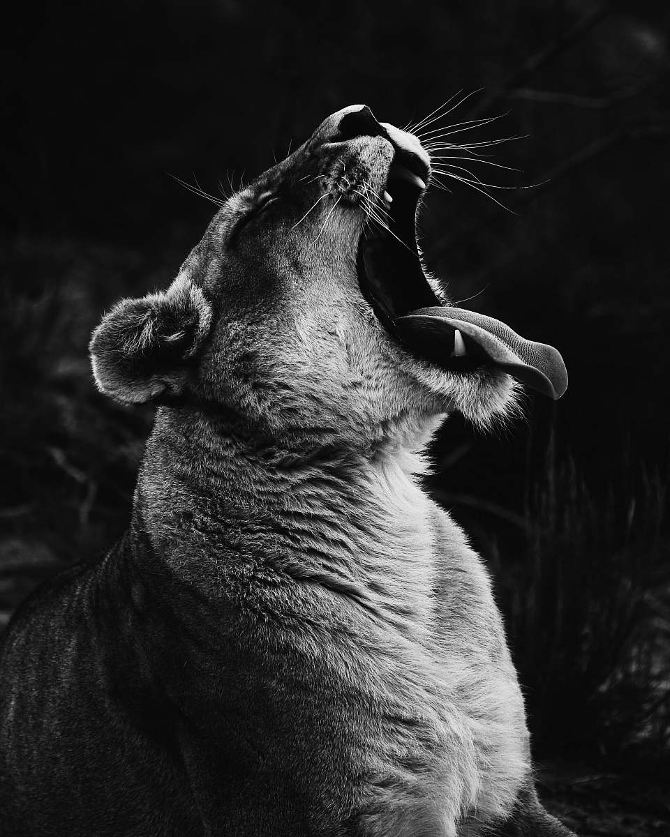 black-and-white grayscale photography of yawning lioness south africa