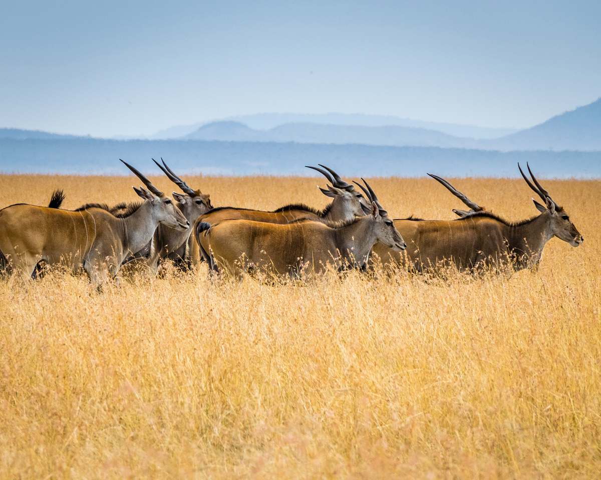 wildlife herd of antelopes on grass field mammal