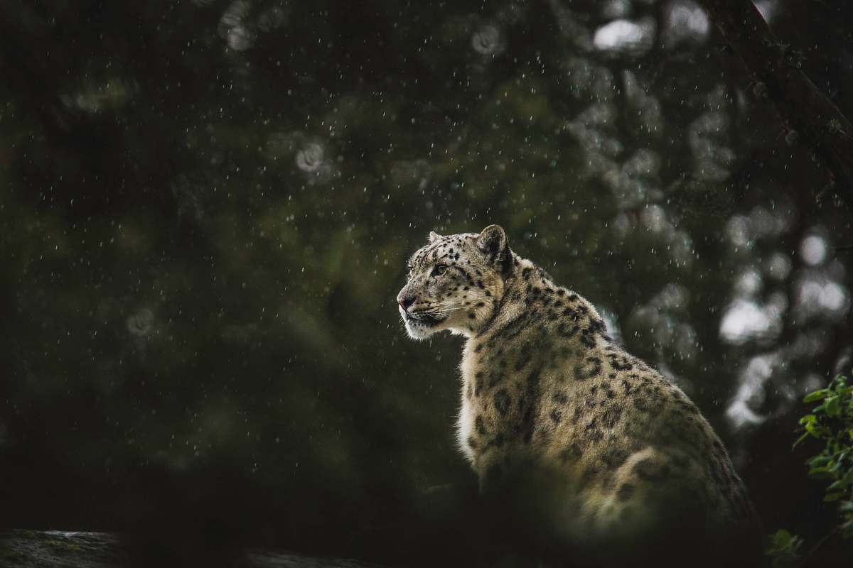 wildlife leopard looking at the right leopard