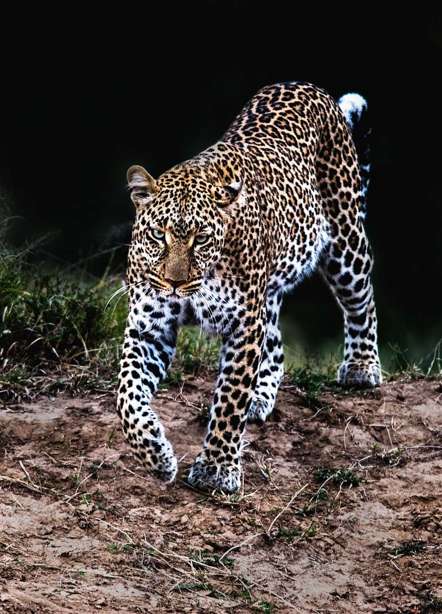 wildlife leopard walking in wild leopard