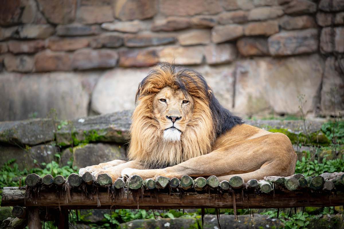 wildlife lion lying on brown surface mammal
