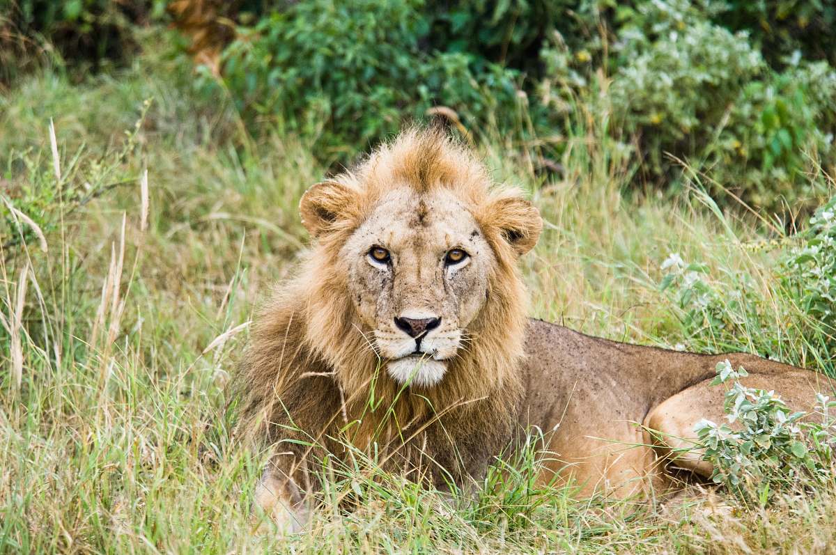 mammal lion lying on grass land lion