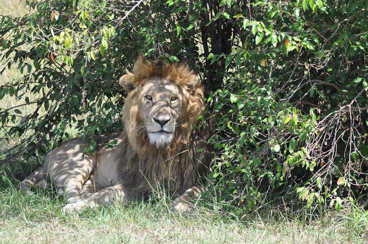 mammal lion lying on grass near green-leafed tree lion