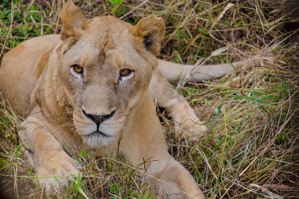 wildlife lion lying on green grass in close-up photography lion