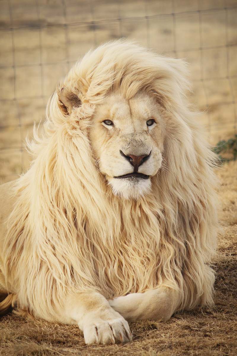 lion lion lying on ground wildlife