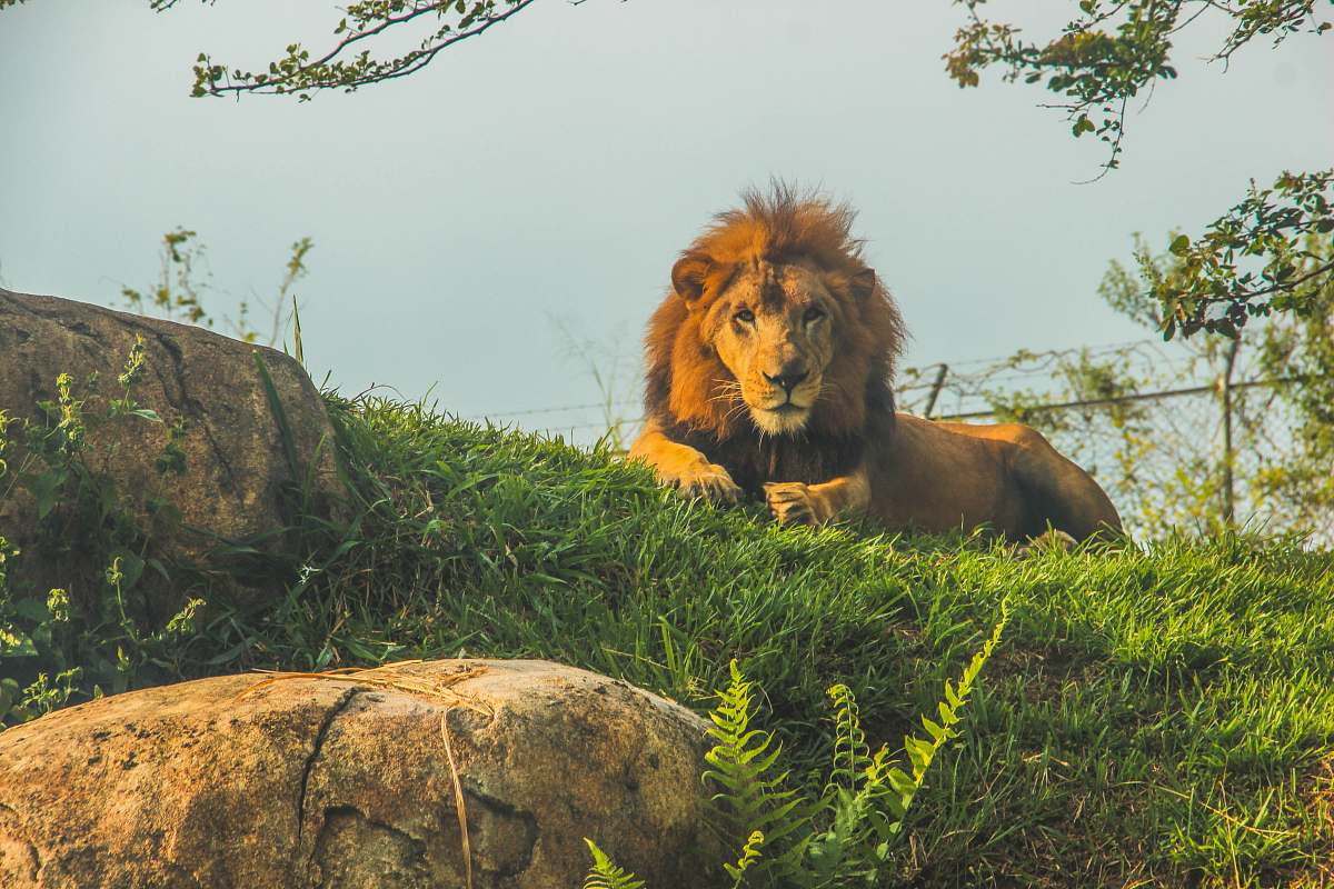 mammal lion sitting on grass lion