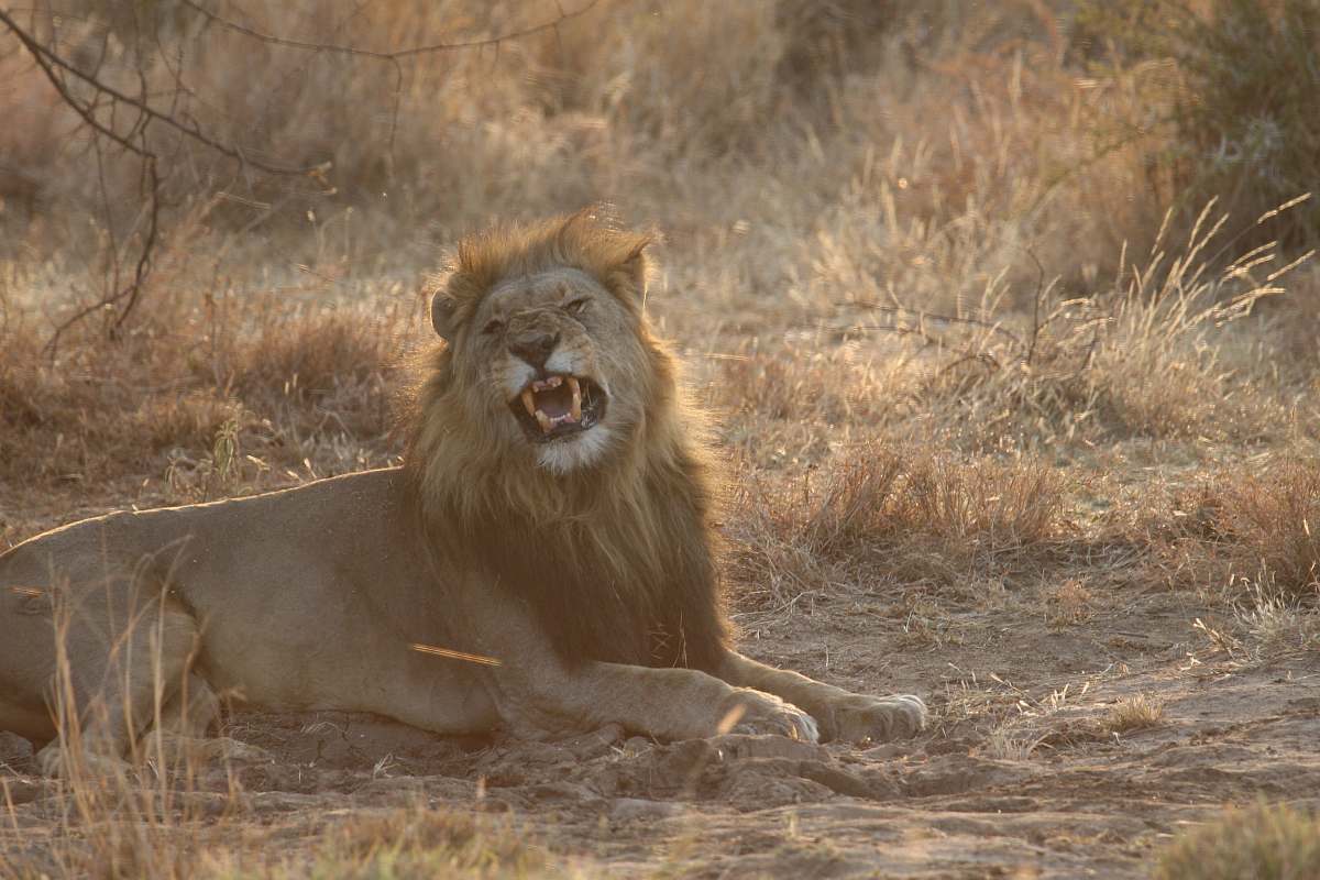 mammal male lion sitting on ground during daytime lion