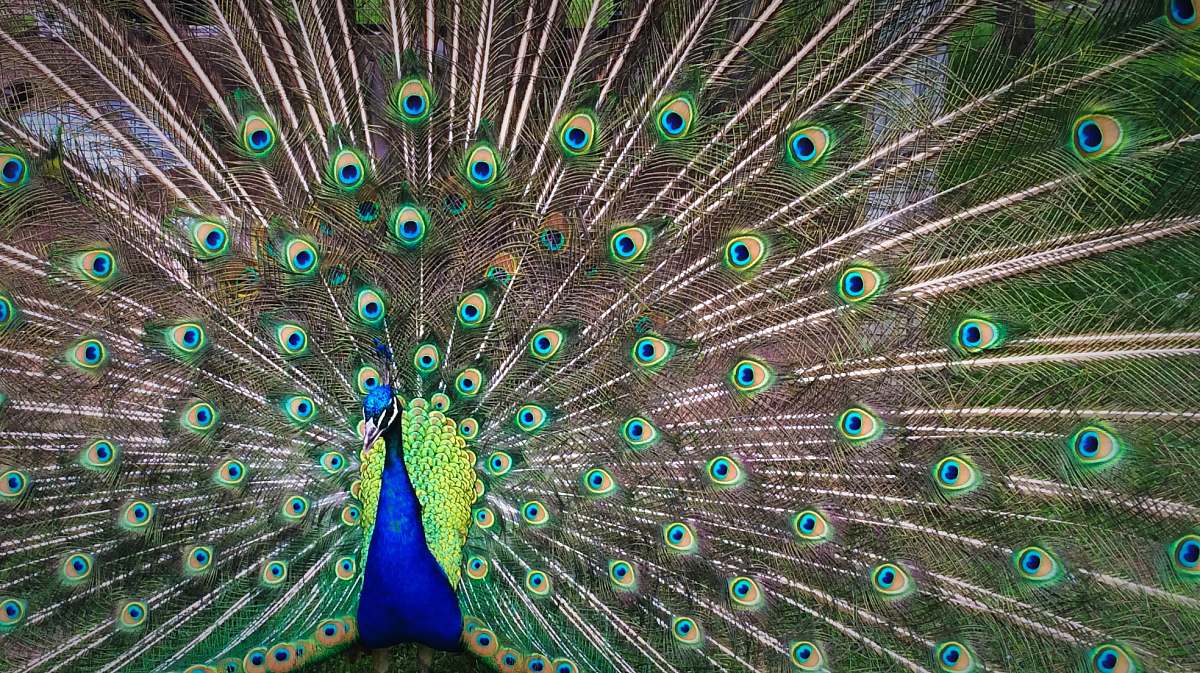bird peacock expanding his tail during daytime peacock