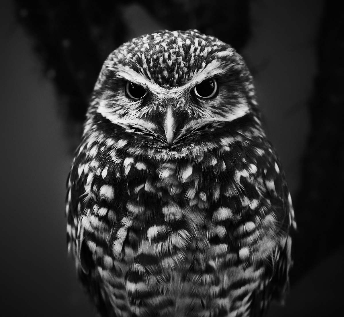 black-and-white selective focus grayscale photography of owl bird