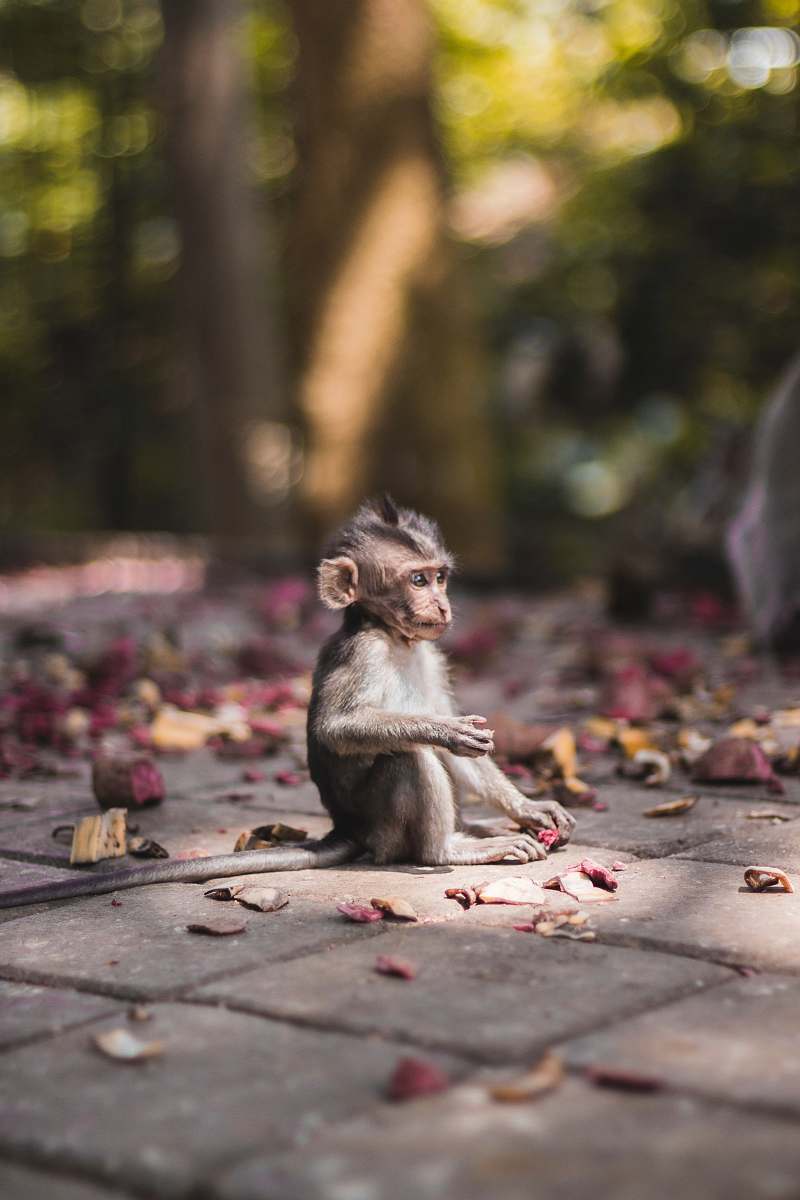 wildlife selective focus photography of brow monkey sitting on brick pavement monkey