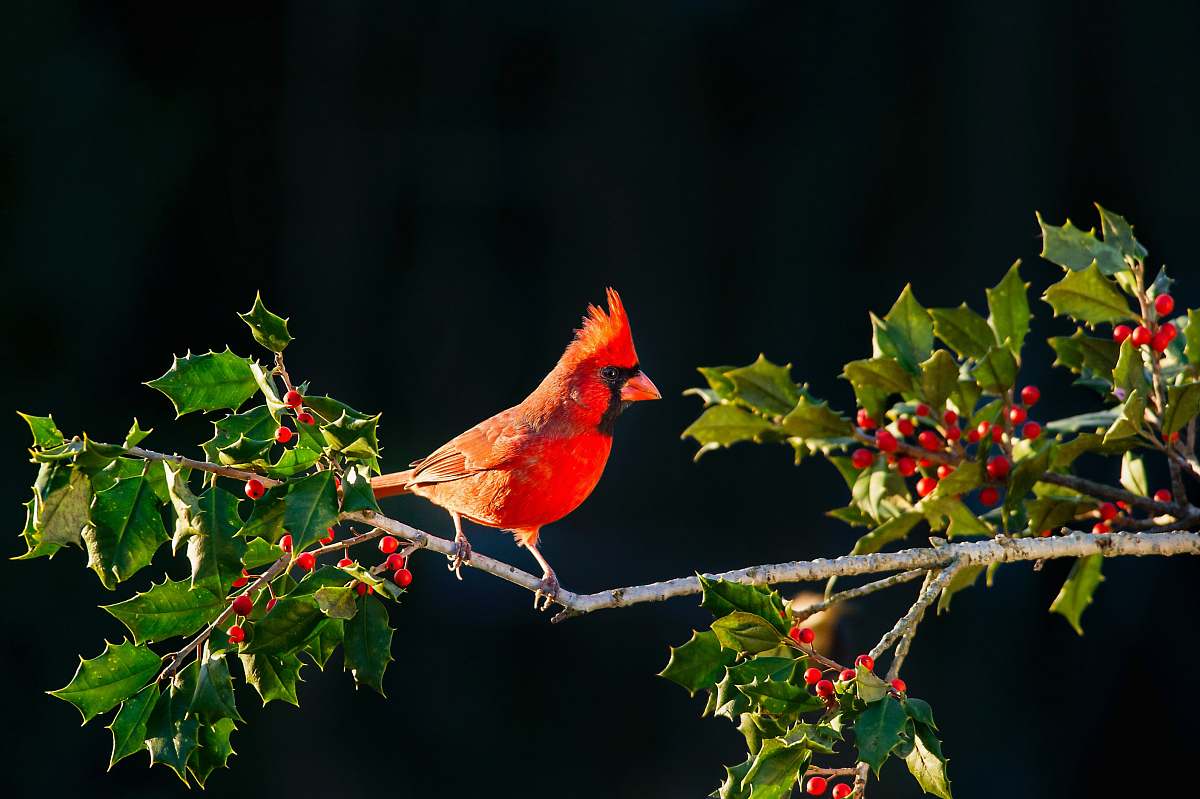 bird shallow focus of Cardinal bird on tree branch cardinal