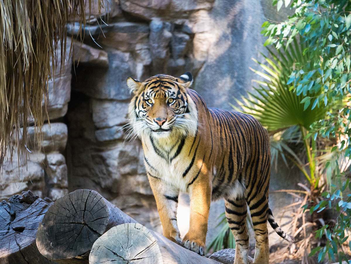 wildlife shallow focus of tiger beside green leafed plant mammal