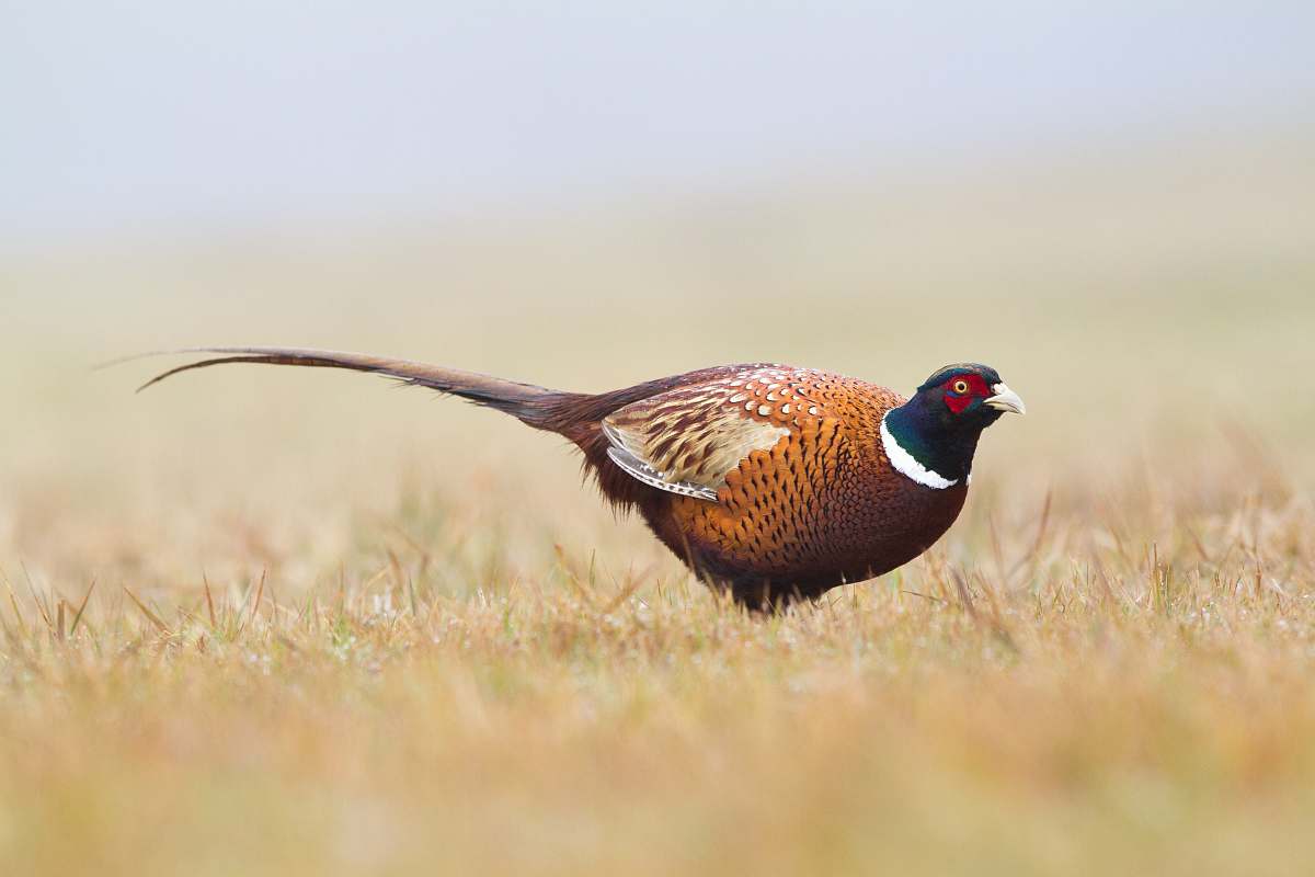 bird shallow focus photography of brown bird on brown grass pheasant