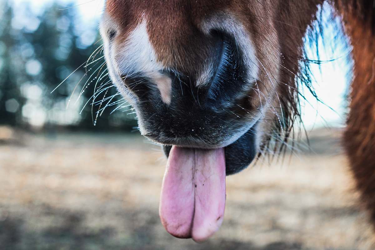 horse shallow focus photography of horse tongue tongue