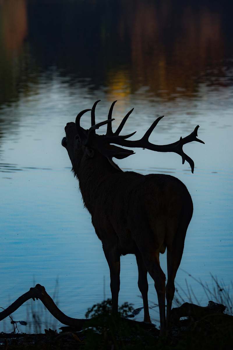 wildlife silhouette of deer beside body of water deer