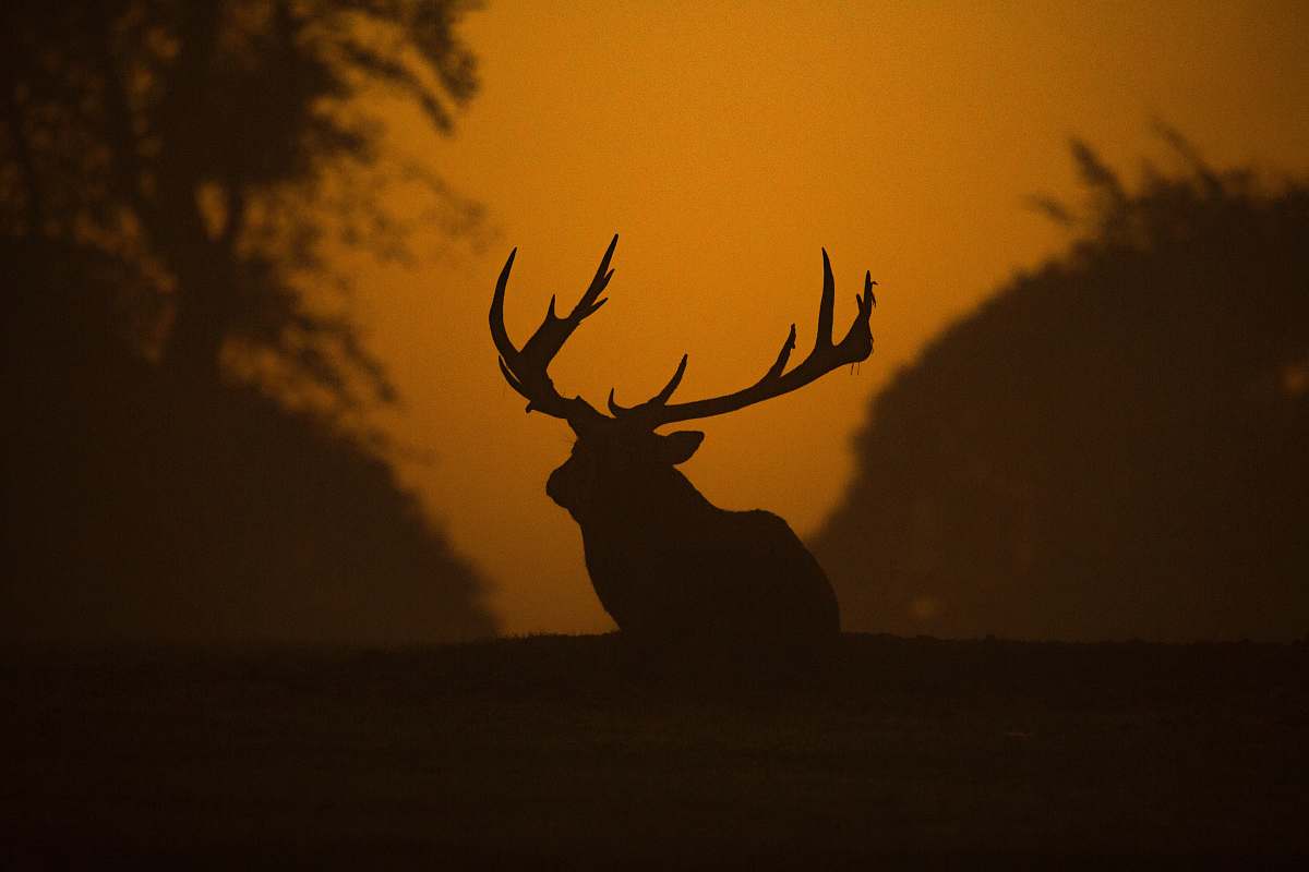 wildlife silhouette of moose near trees deer