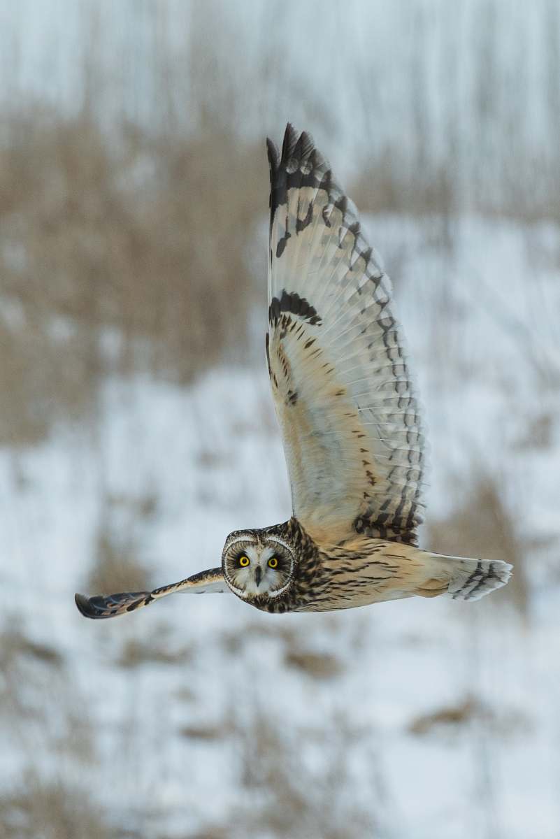 bird time lapse photography of owl flying owl