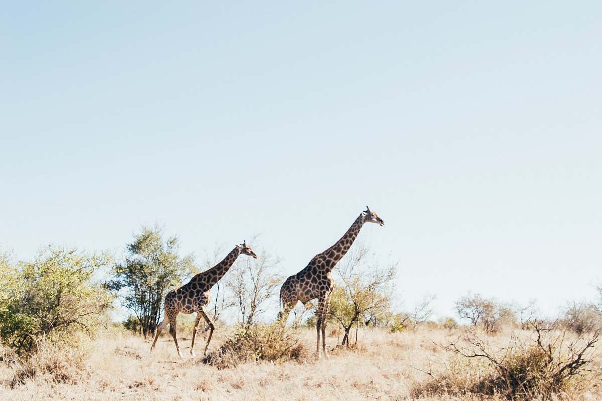 wildlife two brown Giraffe on brown grass field giraffe