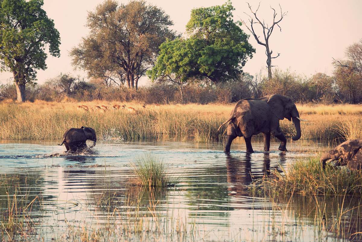 wildlife two elephants walking on body of water elephant