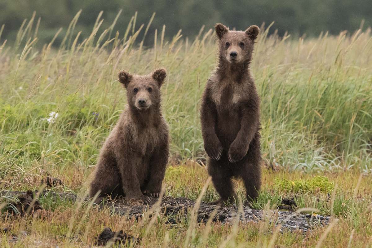 wildlife two gray bears in green lawn grasses bear