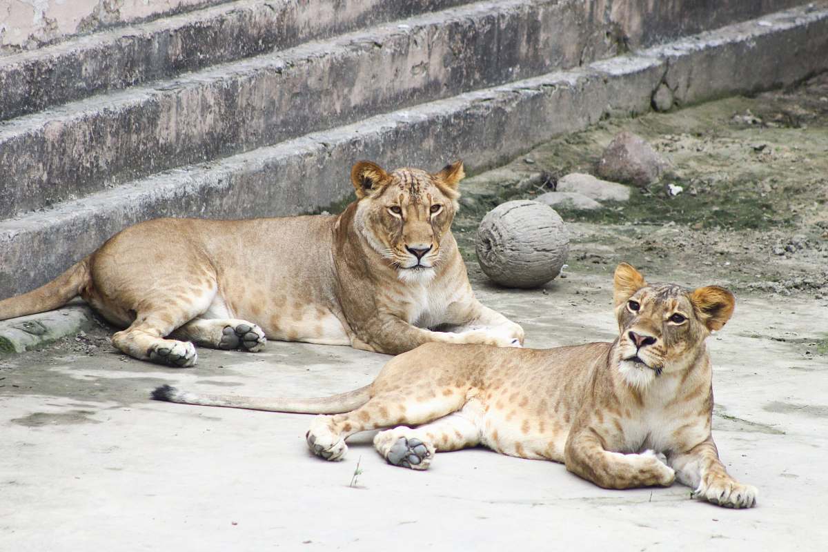 mammal two lioness laying on concrete ground at daytime lion