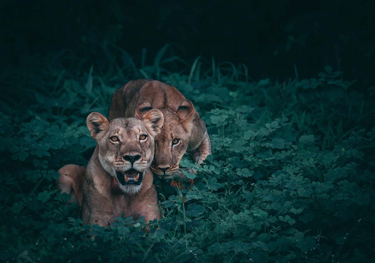 lion two lioness on green plants wildlife