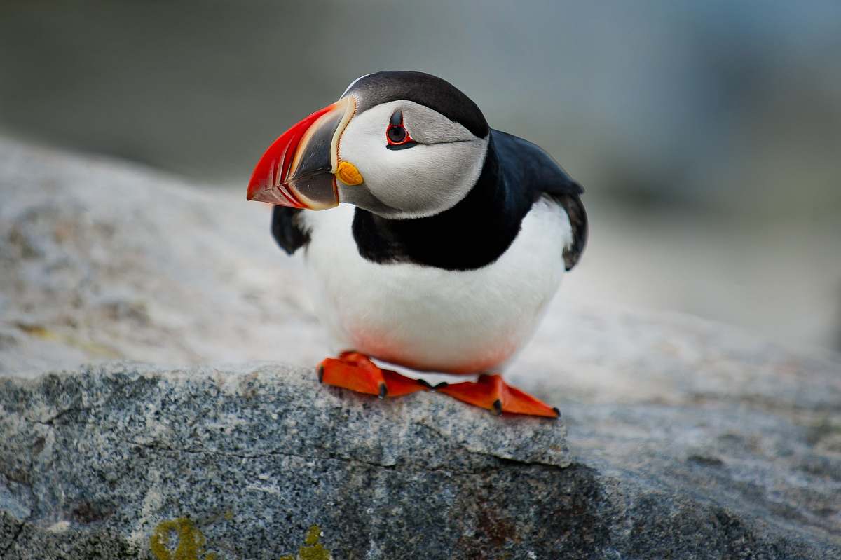 bird white and black puffin bird on gray rock during daytime puffin