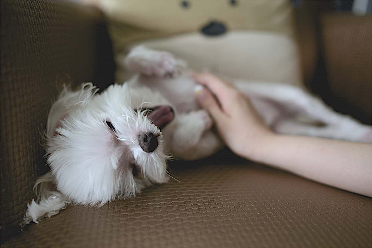 dog white puppy on brown couch pet