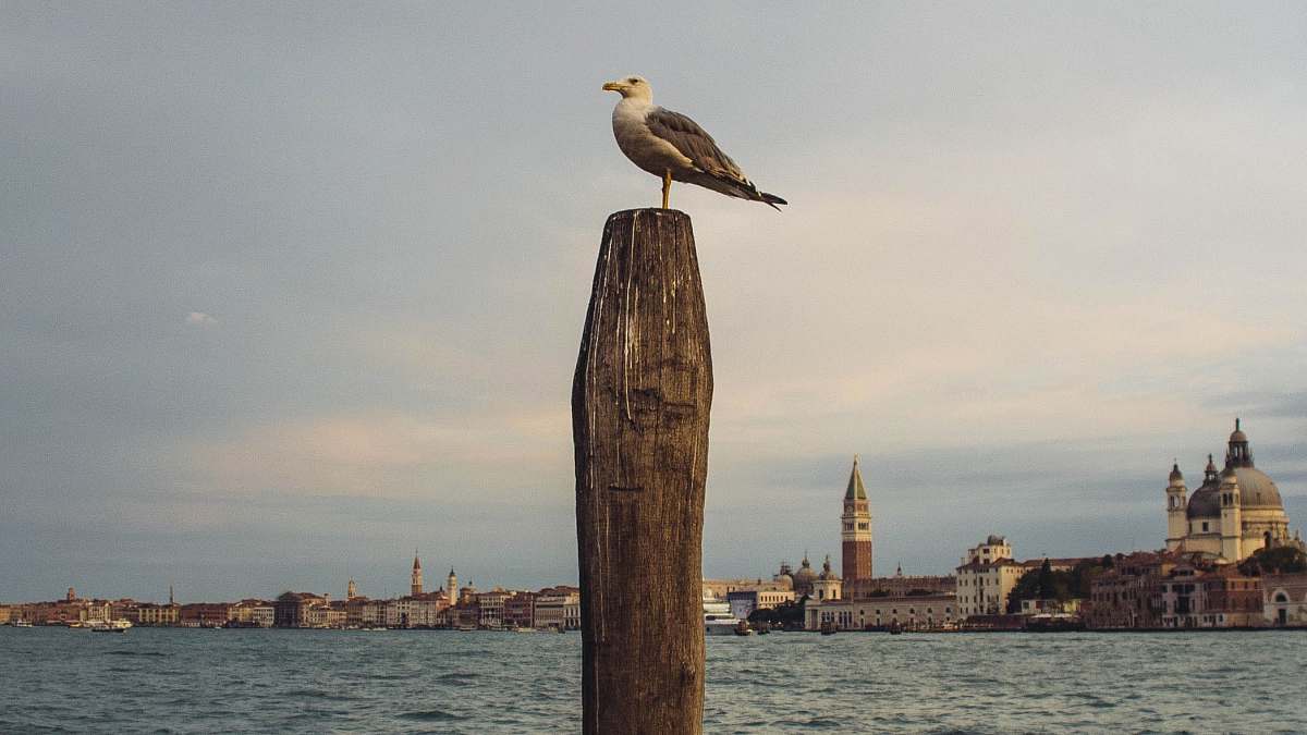 seagull bird on brown wooden post venice