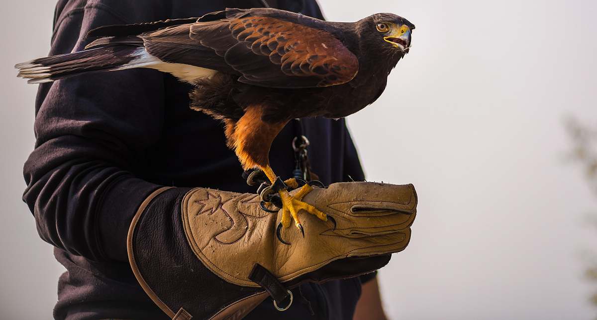 hawk black bird on human hand animal