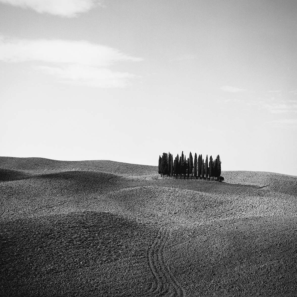nature grayscale photo of trees on desert soil