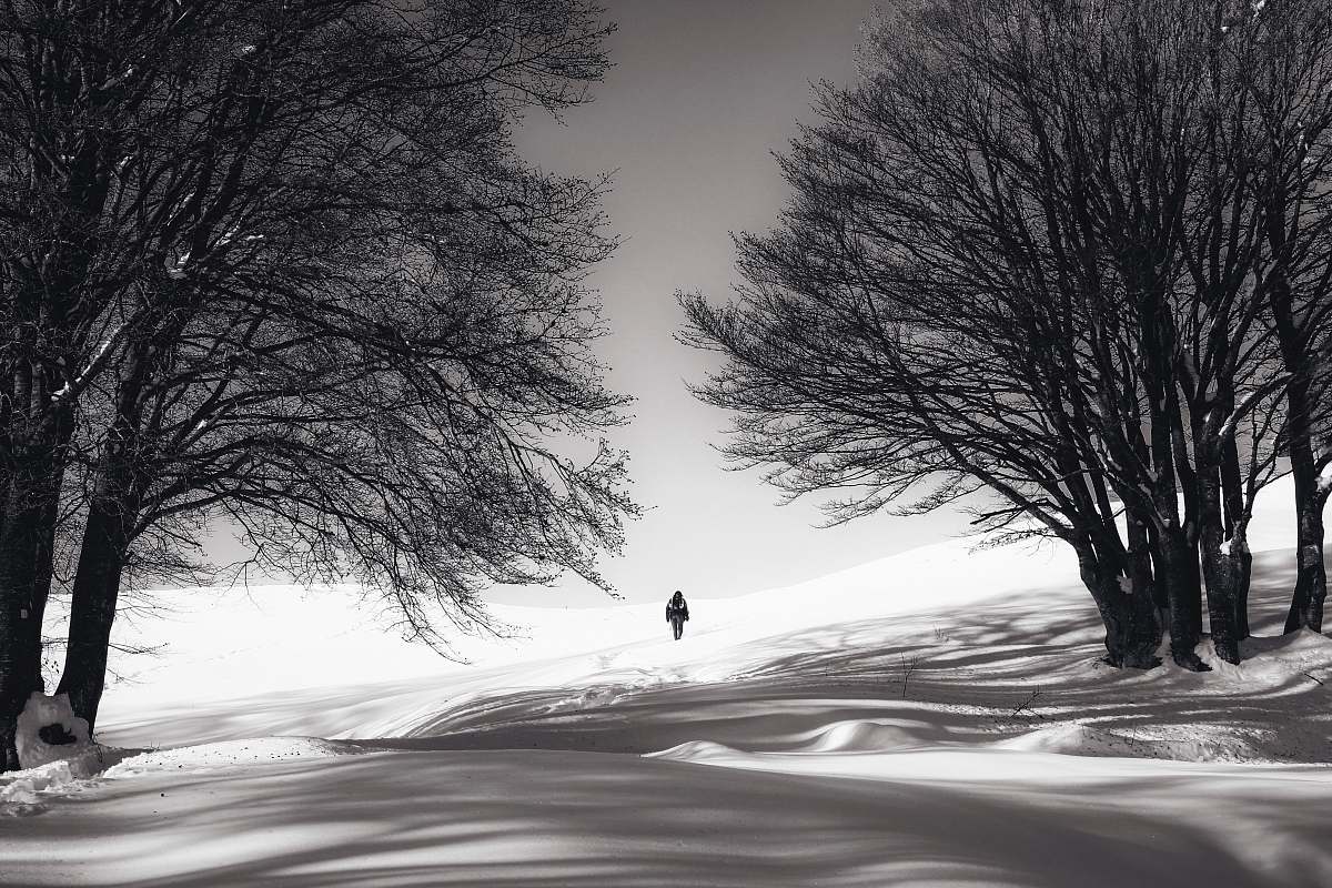 tree person standing on snow outdoor during daytime nature