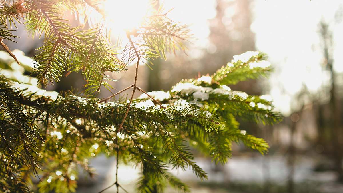 tree green pine tree leafed cover ice conifer