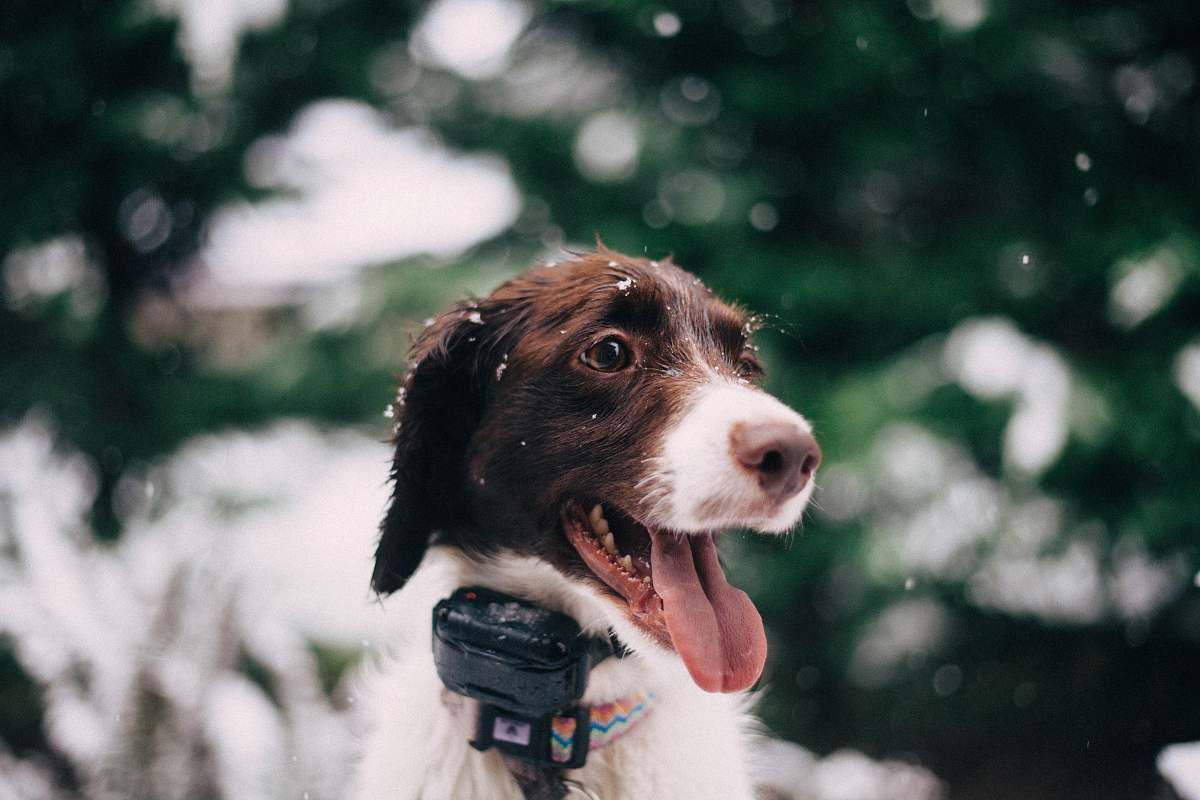 spaniel closeup photography of long-coated white and tan dog snow