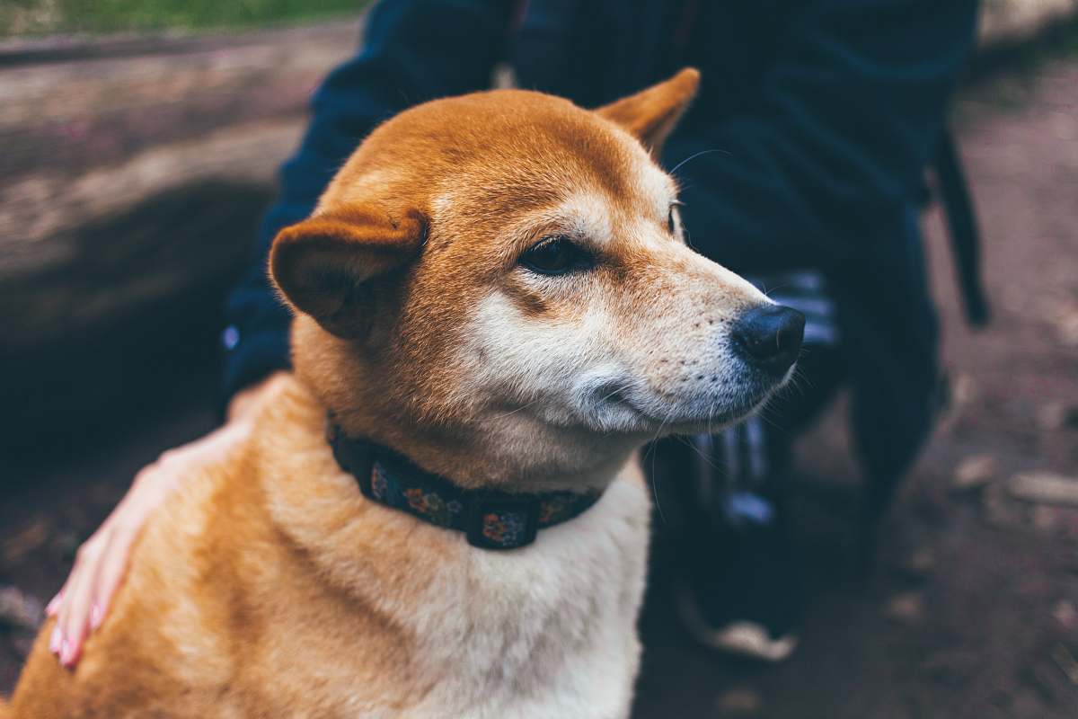 pet Iba Shinu dog animal