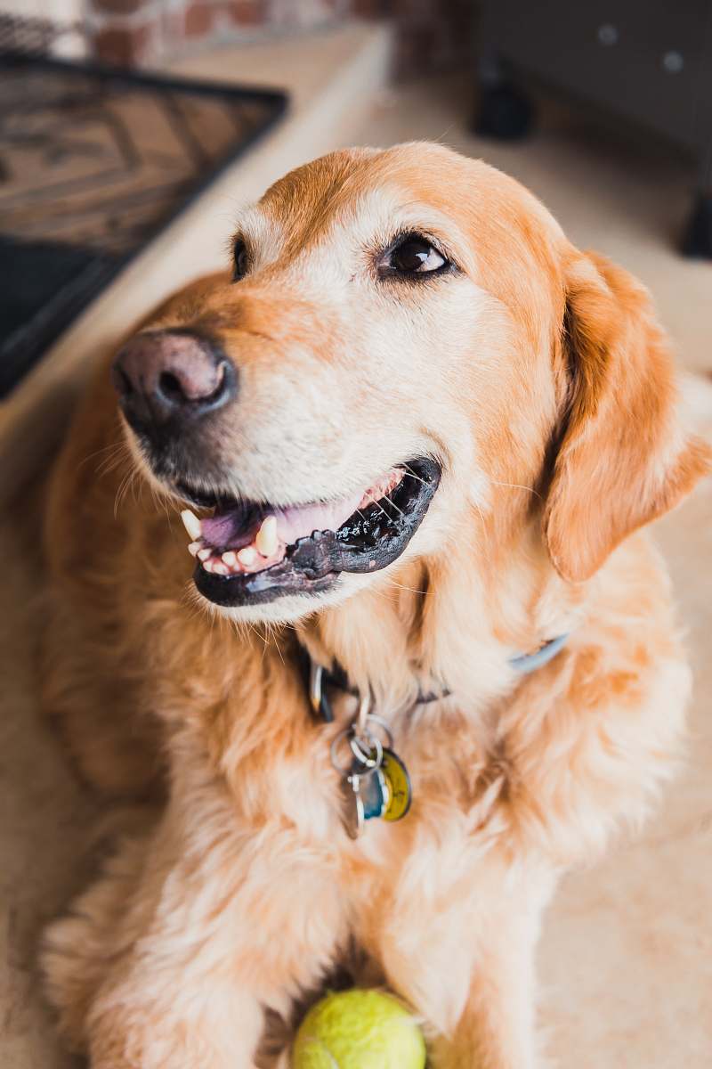 pet selective focus photo of golden retriever dog canine