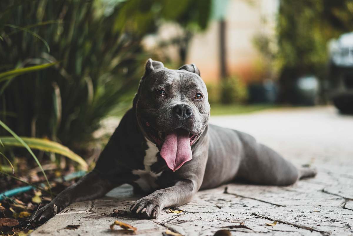 pet short-coated gray dog near green leafed plants animal