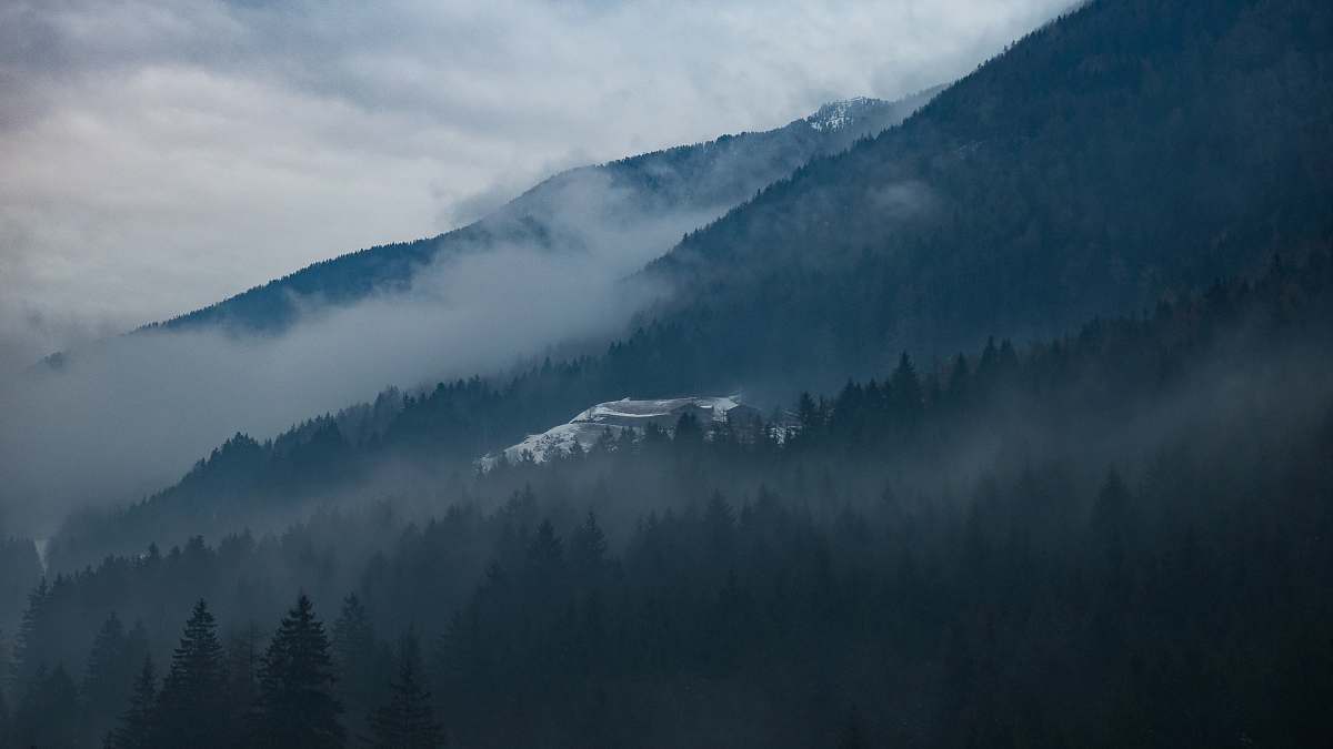 moody trees on side of mountain covered with fog at daytime mist