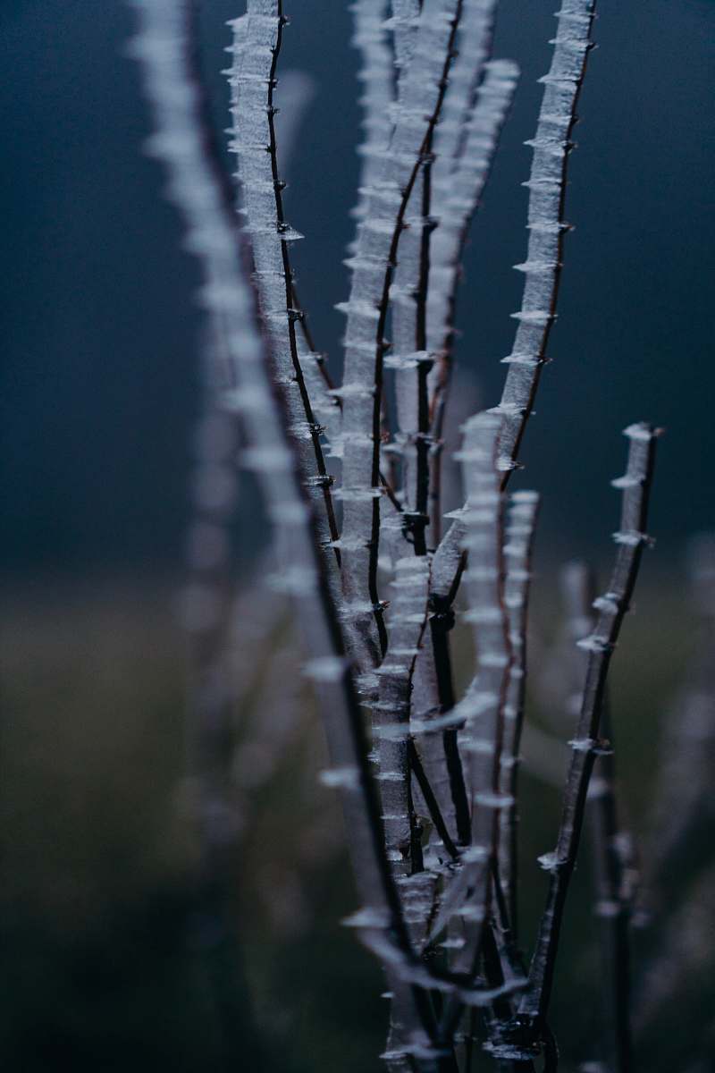 outdoors black sticks nature