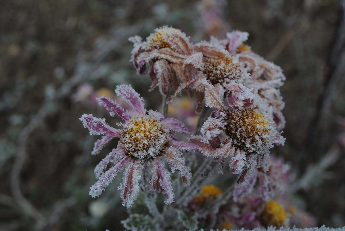 Discover the enchanting beauty of outdoor flowers adorned with brown and purple petals, delicately encased in frost during the winter season. This captivating image captures the essence of nature's resilience and elegance, making it perfect for seasonal marketing campaigns, nature blogs, or decorative prints. The subtle contrast of colors against a frosty backdrop creates a stunning visual that evokes tranquility and wonder.