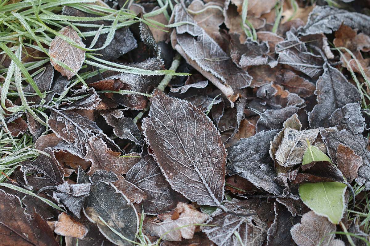 nature brown dried leaves outdoors