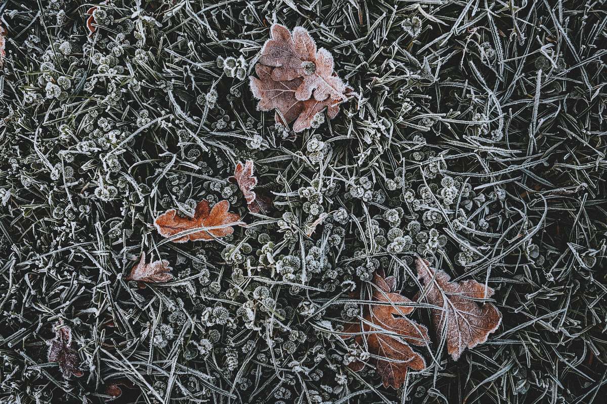 nature brown leaves on grass outdoors