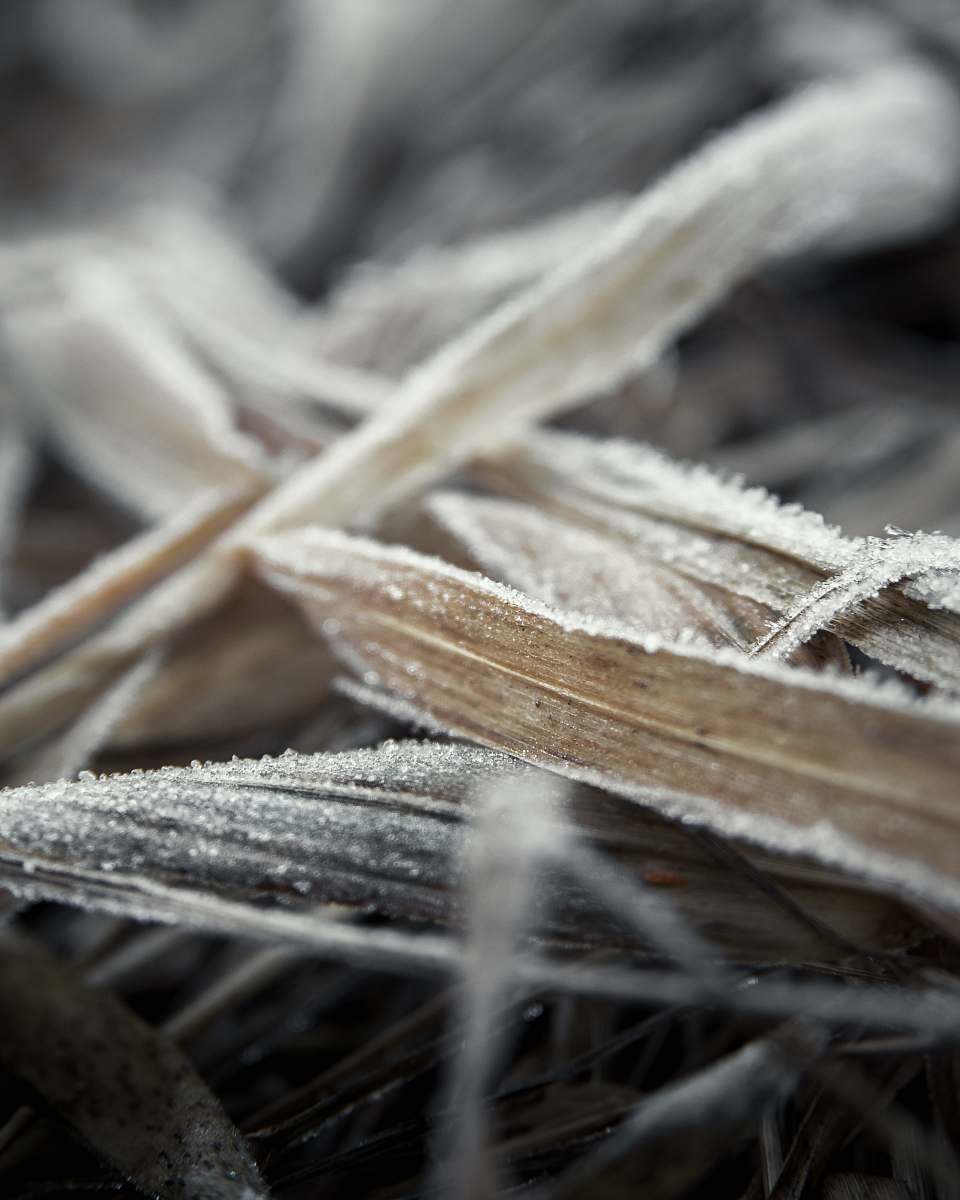 nature dried leaf close-up photography outdoors