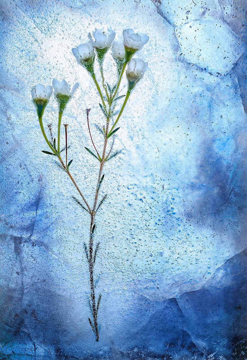 flower frozen white flowers winter