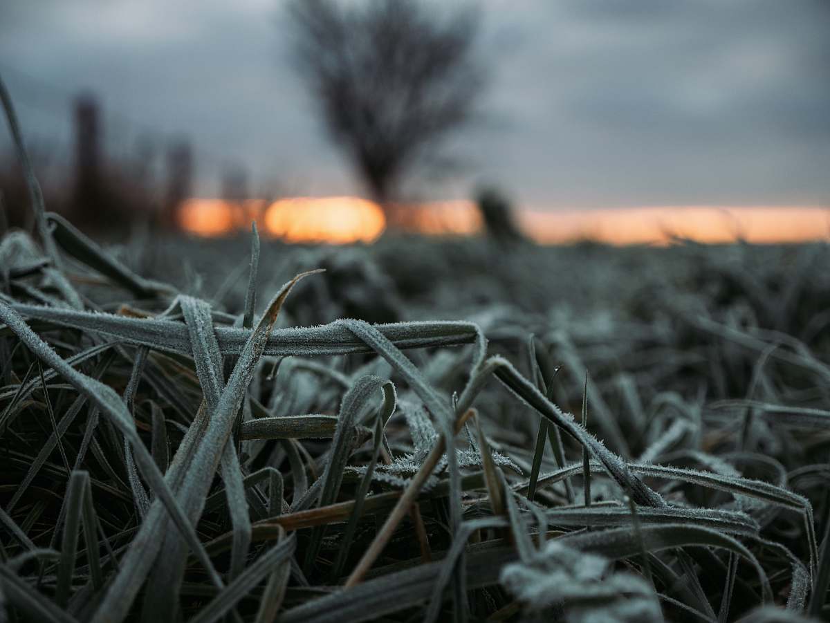 nature grass field outdoors