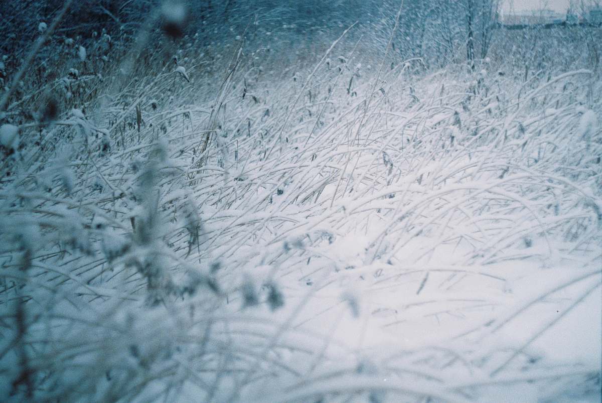 nature grasses covered with snow outdoors