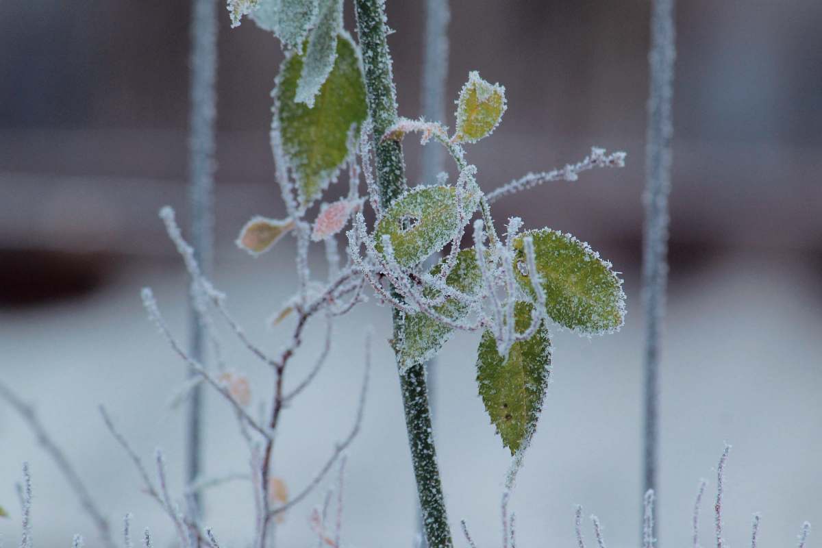 nature green-leafed plant covered by snow outdoors