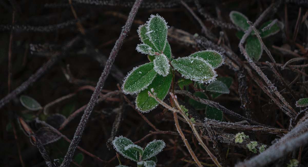 outdoors green leafed plant nature